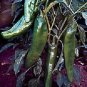 Pepper Relleno 250 seeds