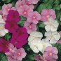 Vinca Mediterranean XP Mix 250 seeds
