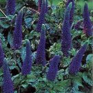 Veronica subsessilis Sun Queen 250 seeds
