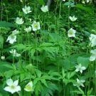Anemone virginiana 250 seeds