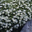 Arenaria montana 500 seeds