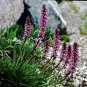 Pedicularis groenlandica 250 seeds