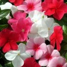 Vinca Mediterranean XP Lipstick Mix 250 seeds