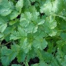 Cilantro Pokey Joe 100 seeds