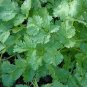 Cilantro Pokey Joe 100 seeds
