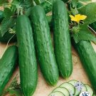 Cucumber Saladmore Bush 250 seeds
