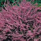 Calluna (Heather) vulgaris 2,500 seeds