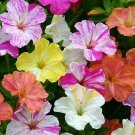 Mirabilis Marbles Mix 100 seeds
