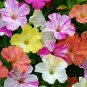 Mirabilis Marbles Mix 100 seeds