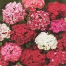 Dianthus barbatus Indian Carpet Midget Mix 1,000 seeds