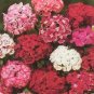 Dianthus barbatus Indian Carpet Midget Mix 1,000 seeds
