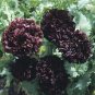 Papaver paeoniflorum Black Peony 1,000 seeds