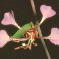 Clarkia Mountain Garland 2,500 seeds