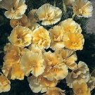 Eschscholzia Chrome Queen 2,500 seeds
