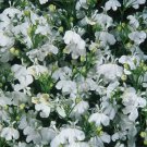 Lobelia Palace White 2,500 seeds