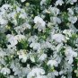 Lobelia Palace White 2,500 seeds