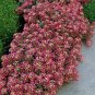 Alyssum Oriental Night 5,000 seeds