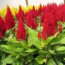 Celosia Pampas Plume Red 1,000 seeds