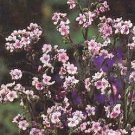 Cynoglossum Firmament 1,000 seeds
