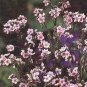 Cynoglossum Firmament 1,000 seeds