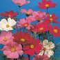 Cosmos Sensation Mix 1,000 seeds