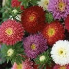 Aster Bouquet Mix 1,000 seeds