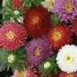 Aster Bouquet Mix 1,000 seeds