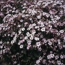 Saponaria Pink Beauty 1,000 seeds