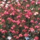 Lobelia Fountain Crimson 5,000 seeds