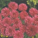 Centaurea Boy Red 1,000 seeds