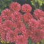 Centaurea Boy Red 1,000 seeds