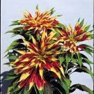 Amaranthus Tricolor Perfecta 1,000 seeds