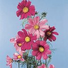 Cosmos Sensation Pinkie 1,000 seeds