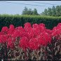 Amaranthus Early Splendor 1,000 seeds