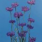 Centaurea Boy Blue 1,000 seeds