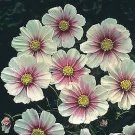 Cosmos Hinomaru 500 seeds
