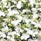 Lobelia Riviera White 2,500 seeds
