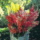 Snapdragon Tall Country Mix 1,000 seeds