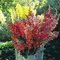 Snapdragon Tall Country Mix 1,000 seeds