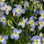 Heliophila Blue Diamonds 250 seeds