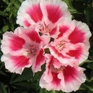 Clarkia Farewell to Spring 1,000 seeds