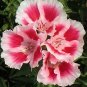 Clarkia Farewell to Spring 1,000 seeds