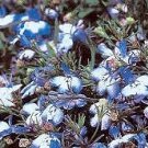 Lobelia Regatta Blue Splash 2,500 seeds