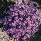 Brachycome Splendor Purple 2,500 seeds