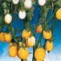 Eggplant Ornamental Golden Eggs 250 seeds