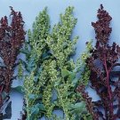 Atriplex Green Plume 1,000 seeds