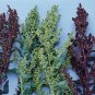 Atriplex Green Plume 1,000 seeds