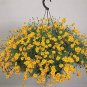 Dahlberg Daisy Shooting Star 1,000 seeds