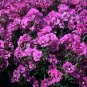 Clarkia Passion for Purple 1,000 seeds