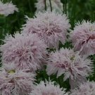 Papaver Lilac Pompom 1,000 seeds